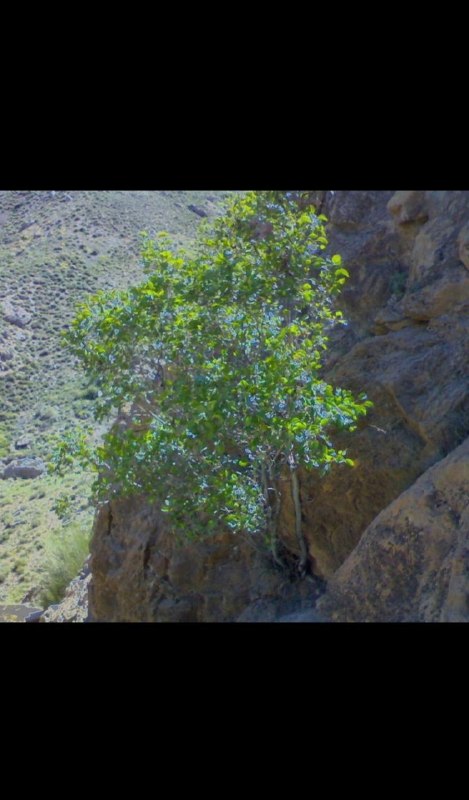 گیلانغربی ها: 🌱 پیام محیط زیستدرختان بومی ایران را بشناسیم🌳 انجیر وحشی | درخت ارزشمند طبیعتانجیر وحشی درختی مقاوم است که در بخش‌هایی ا
