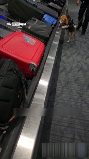 An Egyptian passenger causes an emergency at an American airport, and the reason is inside the Social Sky suitcase.