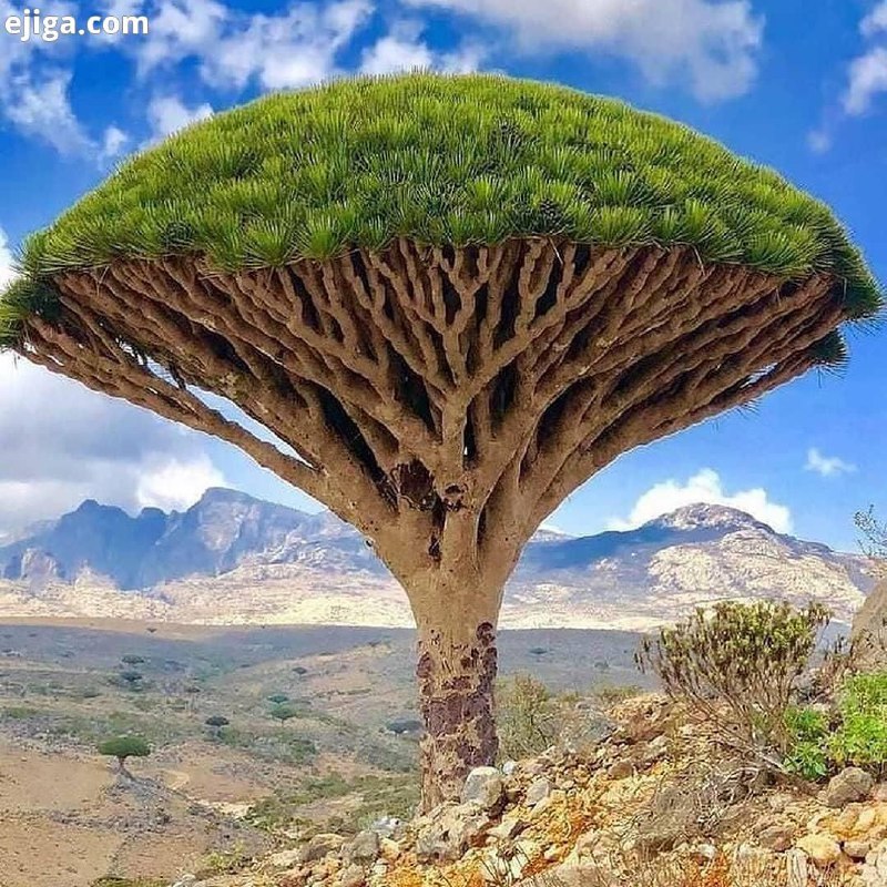 🌿 ❤ دلــدادگـان‌ٖؒ ❤🌿: 🎄🌴از درخت بیاموزیمبرای بعضی ها باید ریشه بودتا امید به زندگی را به آنها بدهیمبرای بعضی ها باید تنه بودتا تکیه گاه آنها ب