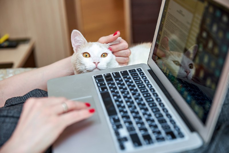 Администрировать домовые чаты в Max должны управляющие компании – правительство фото