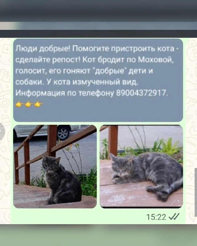 Люди добрые! Помогите пристроить кота — сделайте...