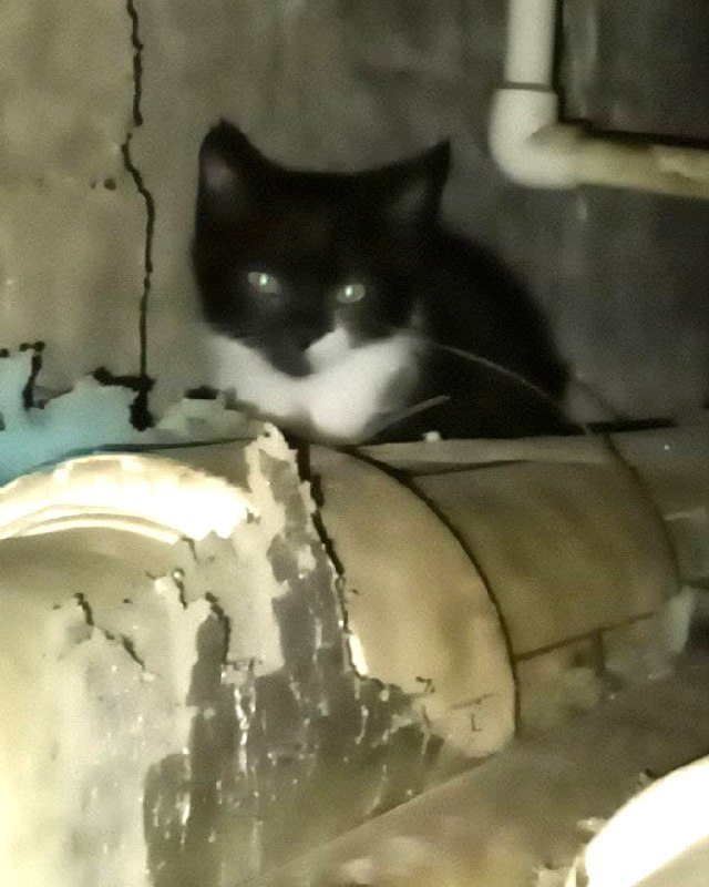 Пять котят живут с мамой в подвале дома. Все милые, но в...