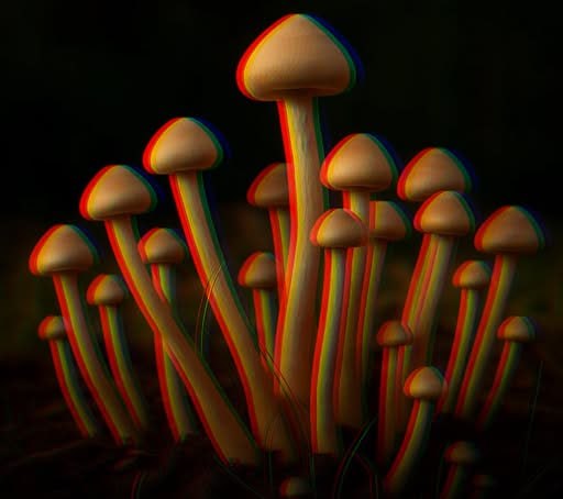 Mushrooms evolved into psilocybin twice.A fascinating new study has revealed that psilocybin—the psychedelic compound in magic mushrooms—arose not once, but twice, through entirely independent evolutionary events in distant corners of the fungal kingdom.In the familiar Psilocybe species, psilocybin is assembled via a well-characterized four-enzyme pathway. Yet when scientists examined certain small, drab fiber cap mushrooms (from genera like Inocybe and allies), they discovered a completely unrelated biochemical assembly line: different genes, different enzymes, different intermediate steps—yet the end product is chemically identical.This is a remarkable case of convergent evolution: two lineages, with no shared ancestry for this trait, each invented their own molecular machinery to manufacture the same powerful molecule.Why fungi bother making psilocybin at all is still unclear. Some hypothesize it serves as a defense chemical (the blue bruising reaction in damaged Psilocybe tissue hints at this), while others propose roles in inter-species signaling or entirely unknown ecological functions. Whatever the benefit, it was evidently strong enough for natural selection to favor it twice, in very different habitats.The finding also carries immediate practical value. With psilocybin advancing in clinical trials for treatment-resistant depression and other conditions, having two distinct biosynthetic pathways gives researchers multiple genetic toolkits for engineering microbes or yeast to produce the compound in bioreactors—potentially making therapeutic-grade psilocybin far cheaper and more scalable.In the end, nature quietly solved the same chemical puzzle twice, deep in the soil, millions of years apart—and only now are we stumbling across its elegant, redundant handiwork.[“Dissimilar Reactions and Enzymes for Psilocybin Biosynthesis in Inocybe and Psilocybe Mushrooms.” Angewandte Chemie International Edition, 2025]Science and facts💡
