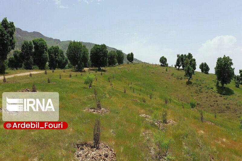 اردبیل فوری: کاهش آمار آتش‌سوزی در جنگل‌ها و مراتع خلخال🔹رییس اداره منابع طبیعی و آبخیزداری خلخال از کاهش آمار آتش‌سوزی در مراتع و جن