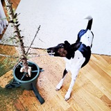 Собака архитектора 🐕