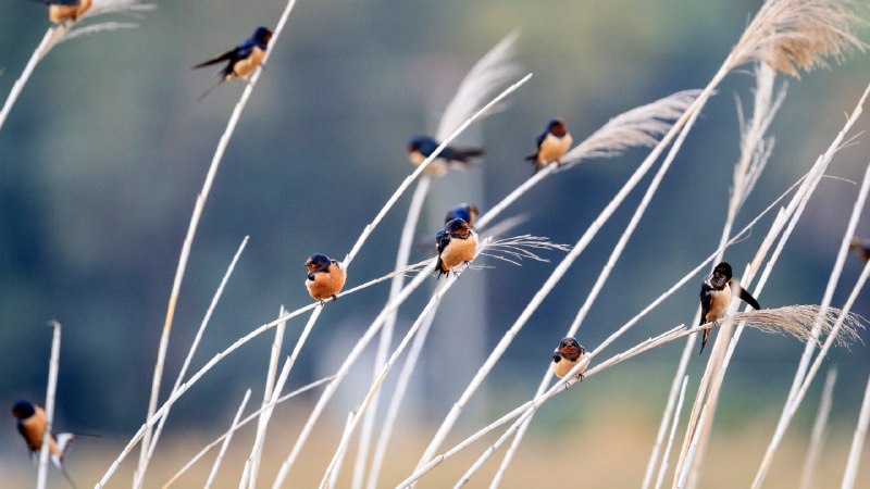 Wings at restBarn swallows of different subspecies resting together (© Oscar Dominguez/Tandem Stills + Motion)
