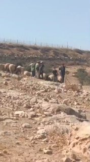 مستوطنون يهاجمون خربة امنيزل جنوب الخليل
