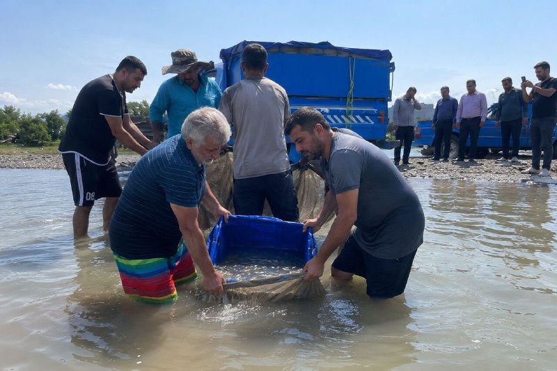 החלה שיקום שמורות הים הכספי/אלפי דגיגים לבנים שוחררו בנהרות רמסר.