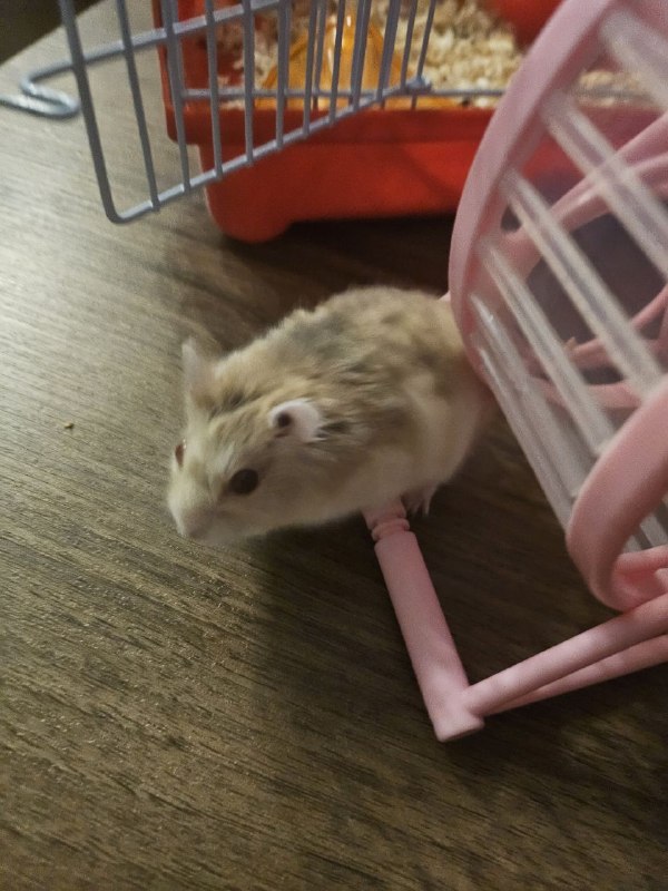 Всем добра! Отдаем в хорошие руки джунгарского хомячка. Мальчик, возраст 7 мес, тактильный, приручен