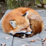Творческая мастерская Лиса🦊📗