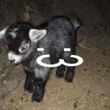 𝙋𝙞𝙡𝙚 𝙤𝙛 𝙝𝙚𝙖𝙙𝙨!