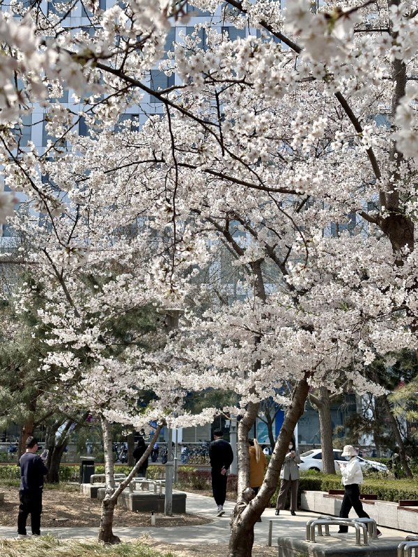 村里竟然有几棵大樱花树，这么繁茂的樱花在北京也是不多见的