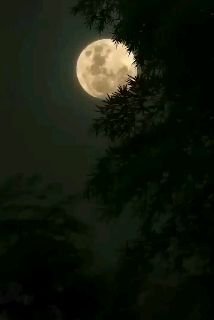 Valuable Words of Advice From Sheikh Muhammad Aman Al-Jami rahimahullah