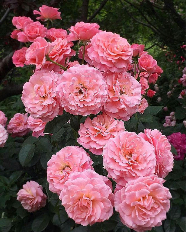 🍭 زندگی آبنباتی 🍭: 🌸ای جان 🌸جان 🌸جانان 🌸از ما 🌸سلام 🌸بر خوبان #مولانا 🌸🍭 @abnabatti