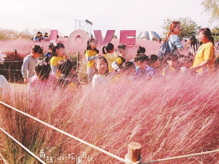 首爾※麻浦區※都市裡的浪漫打卡景點~天空公園하늘공원~紫芒草、粉黛亂子草、波波草