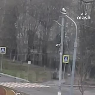 Огромный кабан напугал школьников и их родителей в Подмосковье — здоровяк вышел к первому уроку в посёлке Дубовая Роща в Раменском районе. Жители вызвали экстренные службы, но зверь успел убежать. хрю было❗ Не грузятся фото и видео? Читайте нас в MAX.