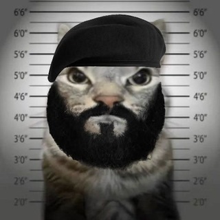 Telegram profile photo for мяуньюс. / новости и плагины