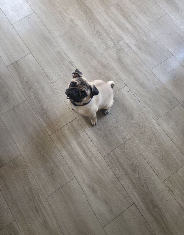 Продам щенка мопса 🐶