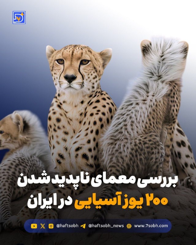 آسوندار (لیلا مرگن، خبرنگار): گزارش #محیط_زیست روزنامه هفت‌صبح🔴 بررسی معمای ناپدید شدن ۲۰۰ یوز آسیایی در ایرانحدود ۲۰۰ #یوزپلنگ_آسیایی در دو دهه گذشته