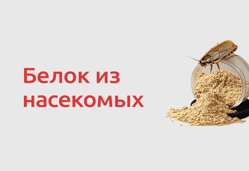 Инсект-протеин постепенно становится реальной альтернативой рыбной муке и соевому шроту. Белковая мука из насекомых сочетает…