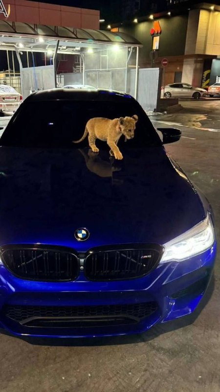https://t.me/bmw_mpower_club#bmw #mpower #bmwmpower #bmwworld #bmwmpowerclub #бм