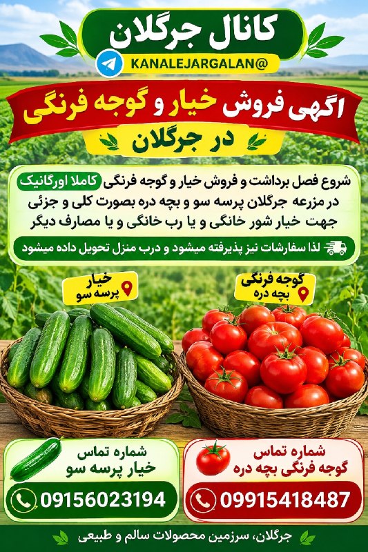 کانال جرگلان: ❣جرگلان فصل تولید و برداشت و فروش خیار و گوجه فرنگی کاملا طبیعی و اورگانیک برآمده از آب و خاک جرگلان و حاصل زحمات کشاورز