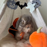 @HalloweenHandles