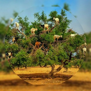 ஆடு விற்பனை சந்தை