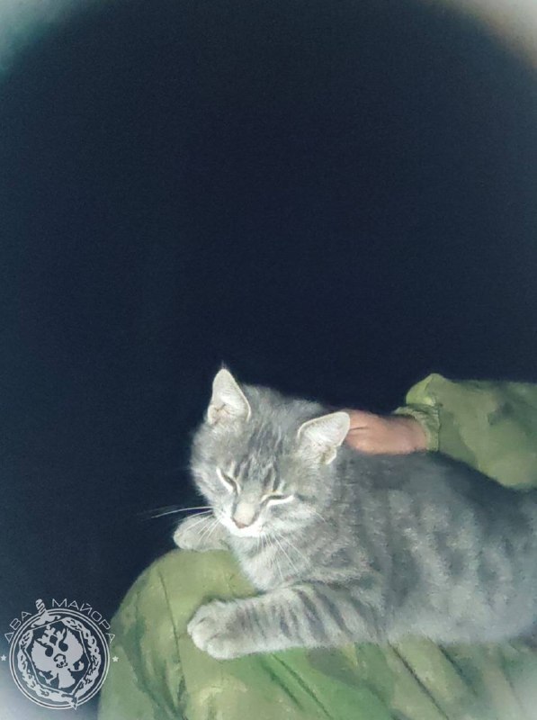 Image from a post by Два майора