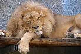 National Geographic farsi: بخوابیم😴شبتون بخیر❤️🌏 | @NationalGeographicFarsi