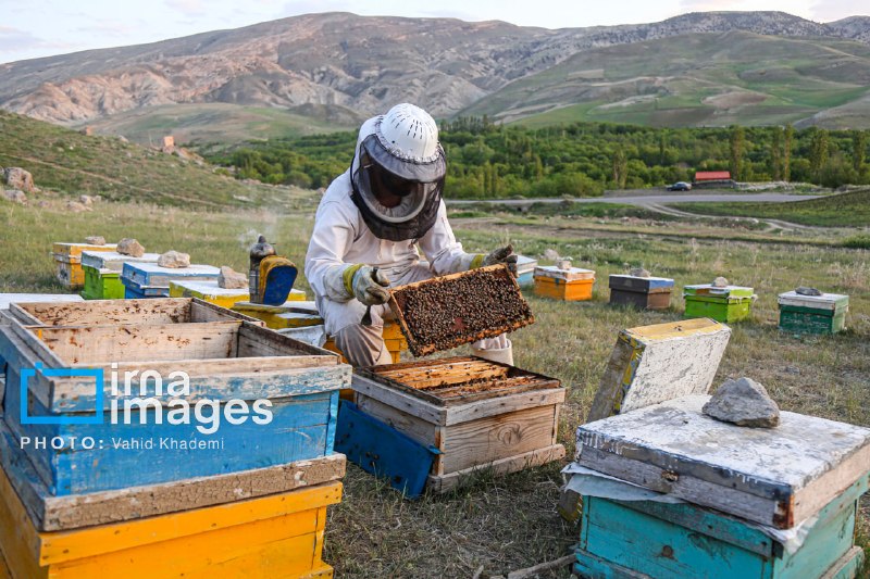 Forecast for the production of more than 20 thousand tons of honey in East Azerbaijan