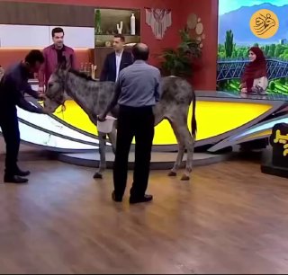 تمام مجموعه های غیبت: صداسیما هم هروز ی کار عجیب تر می‌کنه داخل برنامه زنده خر آوردن و مجری باید شیر خر رو بدوشه @madzteam