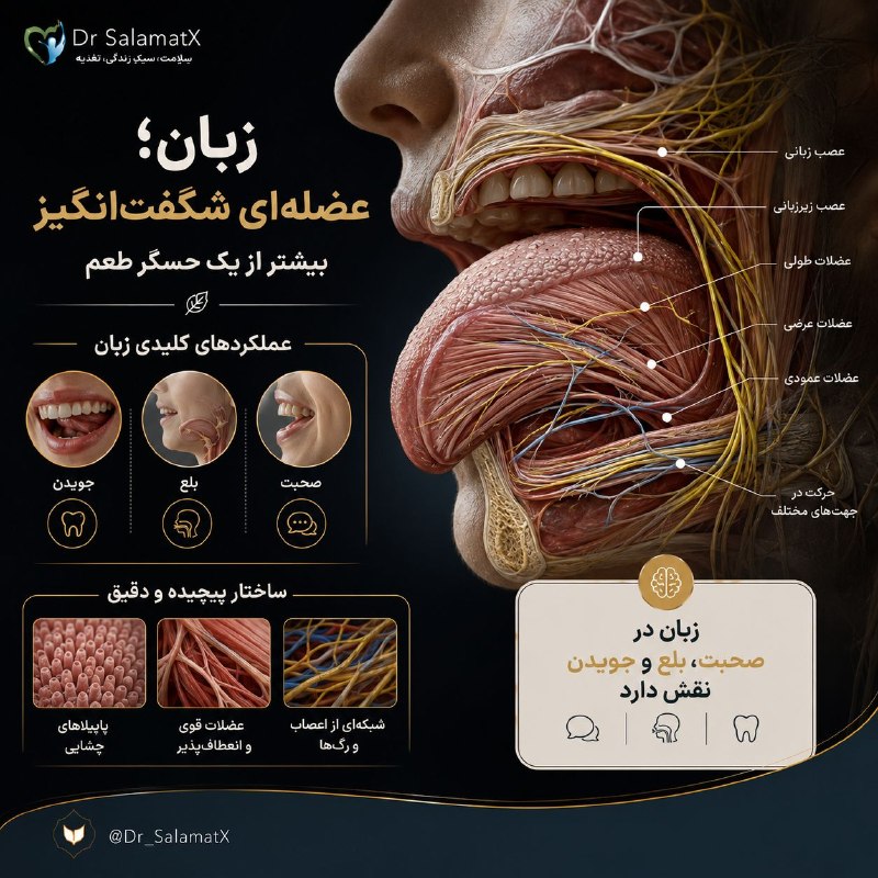 بهداشت: 👅 زبان فقط برای چشیدن نیست⚫ زبان در صحبت کردن، جویدن، بلعیدن و حرکت دادن غذا نقش دارد. این عضله پیچیده، از مجموعهای از