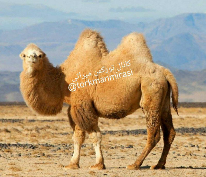 کانال ترکمن میراثی: نام #ترکمنی حیوان: بوغرا «bugra»نام #فارسی : شتر دوکوهانه نام #علمی : Camelus bactrianus👉 bugra: Iki örküçli düýe, aýry