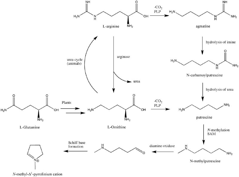 Chemistry Madness Ch: ⭕️ اینکه کوکایین چطور در گیاه کوکا وجود داره، پاسخش توی بیوسنتزی هستش که از ال گلوتامین و ال آرژینین آغاز میشه که در پای
