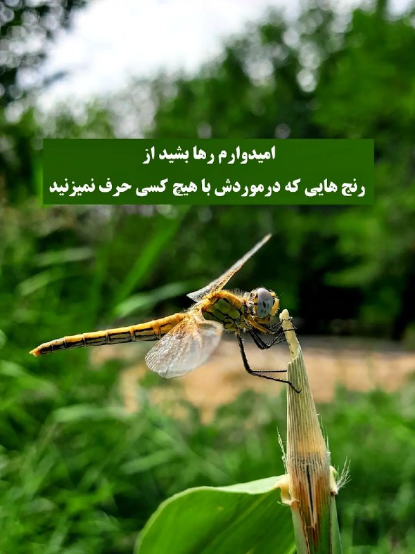 𖣘𖣘 سماع 𖣘𖣘: شب خوش✿✾✿°✿✾✿°✿✾✿°✿✾