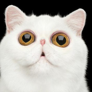 Картинки с котиками🐱 Telegram Group Link