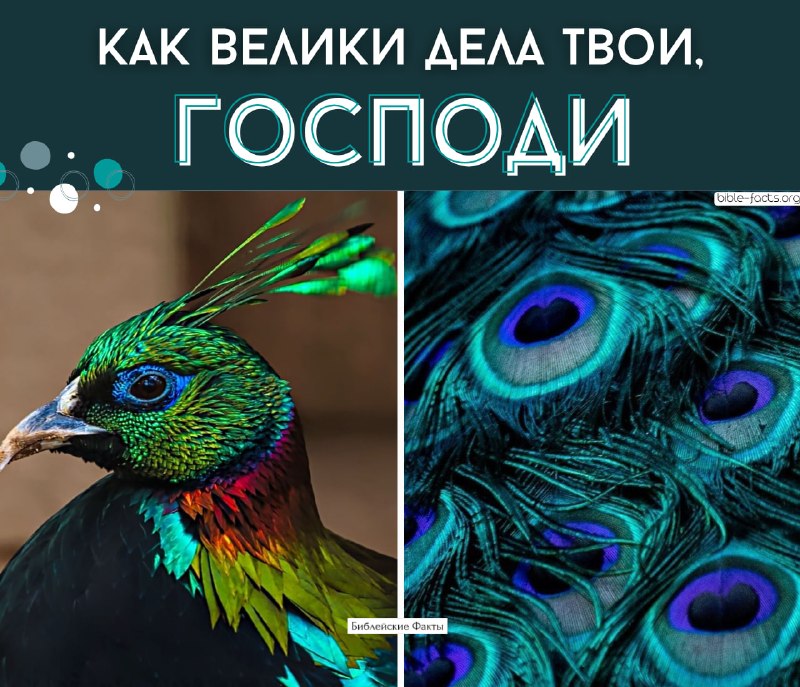 Image from a post by Библейские факты