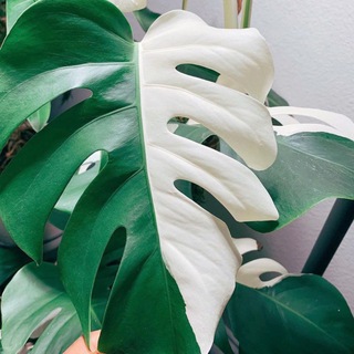 Telegram profile photo for 🌿 Helen's Jungle Sale 🌿
