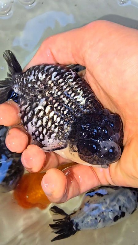 Aquatic ( مجموعه آکواتیک ): فقط یک عکس برای نشون دادن کیفیت کار کافیه😎تقدیم به گلدفیش بازان برتر کشورمون🇮🇷@Aquaticgoldfish