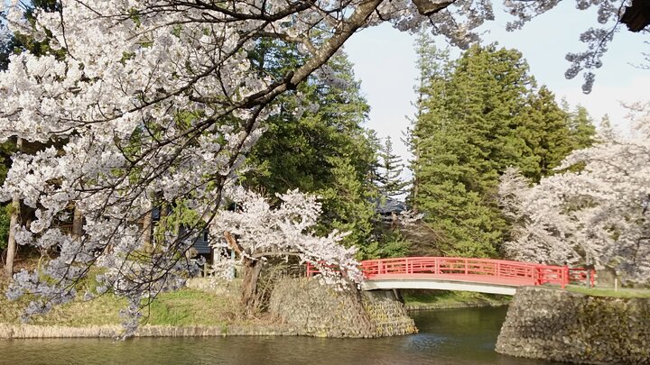 米澤松岬公園賞櫻