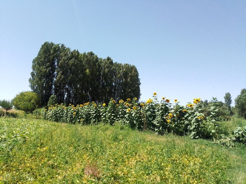 کانال شیره‌‌ جین: طبیعت تابستانی از شیره‌جین 😍🍃عکس ناصر محسنی@shirejin_news