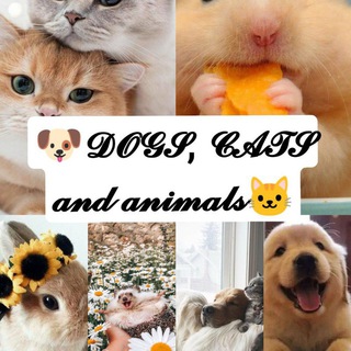 DOGS, CATS and animals 🐾 Telegram Group Link