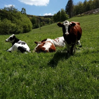 Schmalors Bauernhof🐄