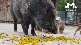 Чур не завидовать витаминному ужину кабанчиков из Барнаульского зоопарка. Они радостно умяли кучу одуванчиков и отправились отдыхать. А сотрудники отметили, что растение, которое многие считают сорняком, для кабанов настоящее лакомство.❤ Если не загружаютс