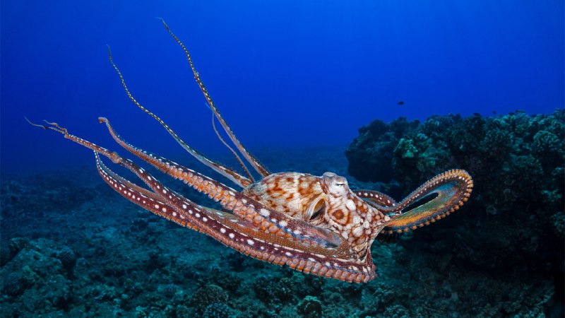 Camouflage in motionDay octopus in the waters off Maui, Hawaii (© Dave Fleetham/plainpicture)