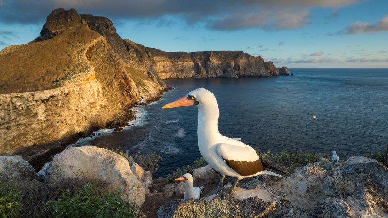 Waiting to 'Galápa-go'Nazca boobies, Wolf Island, Galápagos Islands, Ecuador (© Tui De Roy/Minden Pictures)