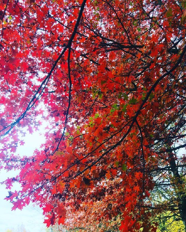 نغمه های دلتنگی: 🟢♦️🟢 #هنر_عکاسی🍁 جای پای #پاییز🔹 اثری زیبا از بانوی هنرمند :🔹#شادیانه_مرادی🔸از کشور #بلژیکعضو هنرمند#کانال_نغمه_های_دل