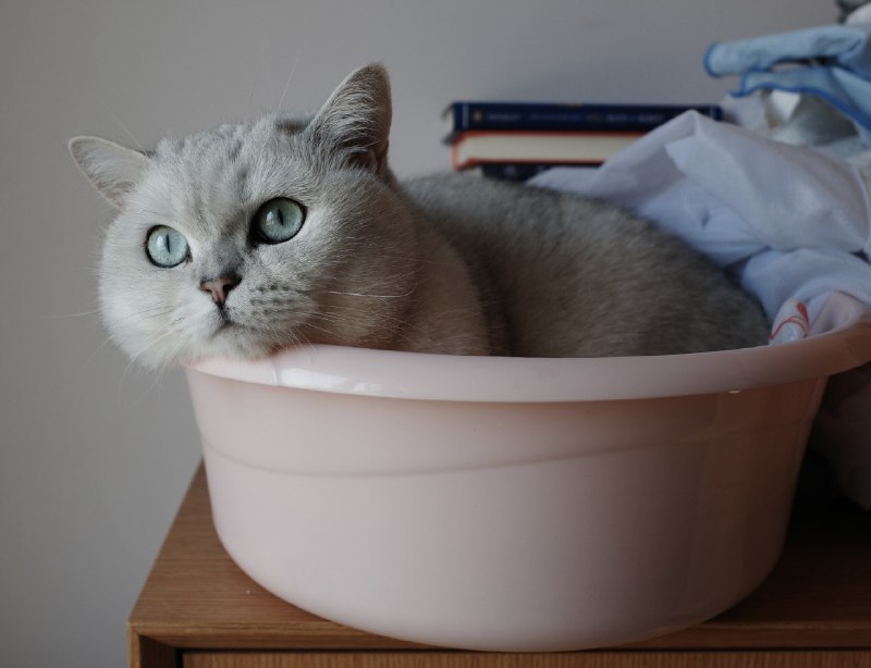 今日份的猫片今日份的猫片