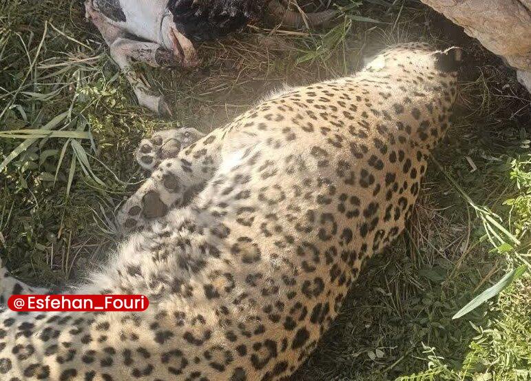 اصفهان فوری: نتایج بررسی علت مرگ پلنگ در پناهگاه حیات وحش عباس آباد نایین اعلام شد🔹اداره کل حفاظت محیط زیست اصفهان نتایج بررسی تخصصی 